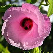 Sleepy Hibiscus (Hibiscus furcellatus) (8058834522).jpg