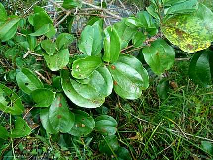 Smilax anceps, Krantzkloof Natuurreservaat.jpg