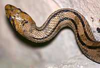 Snake (Elaphe scalaris) by JM Rosier.JPG