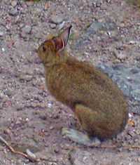 A brown rabbit with white feet standing on a pinkish-brown pebbly surface