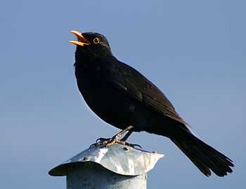 A male Blackbird (Turdus merula) singing. Bogense havn, Funen, Denmark.