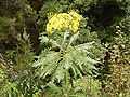 Sonchus palmensis (Barlovento) 04.jpg