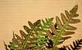 Close up of the underside of a fertile frond of Polypodium virginianum.