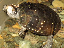 Northern Yellow Spotted Turtle at the Wild Center in Tupper Lake, NY.