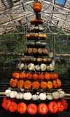 White, green, and orange squashes built into a Christmas tree shape