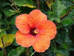 Starr 070313-5691 Hibiscus rosa-sinensis.jpg