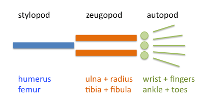 Vertebrate limbs are organized into stylopod, zygopod, and autopod.