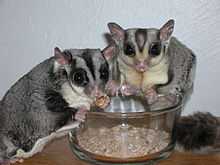 Male and Female Sugar Gliders eating mealworms from a bowl