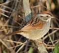 Swamp Sparrow.jpg