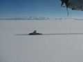 Swedish Icebreaker Oden proceeds down McMurdo Sound, Antarctica.jpg