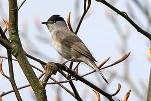 A grey bird with a black cap and an open bill