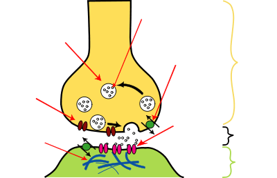 An illustrated chemical synapse