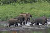 Baby elephants running in a stream between two adults