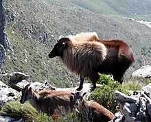 Tahrs on Devil's Peak near Table Mountain.