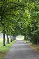 Tensta - sidewalk with trees.JPG