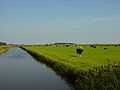 Texel Landscape.jpg