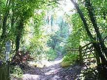 A woodland glade