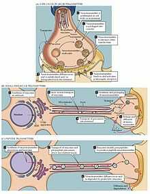 An illustration of neurotransmitter activity