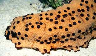 Three-Rowed Sea Cucumber.jpg