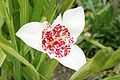 Tigrida-pavonia-flower.jpg