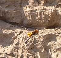  This photo shows several layers of the horizontal Touchet beds - the layers are not as clearly demarked as they were in some of the prior photos. There is a geologist’s hammer and a glove in the photo to establish perspective - it suggests the layers are about 1 meter thick. Most significantly, there is a thin, white horizontal line running through the top of one of the layers. This layer consists of two layers of ash deposited by an eruption of Mount St. Helens separated by a thin layer. The ash allows an alternative confirmation of the dating the layer.