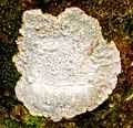 Tree fungus in Pangil River.jpg