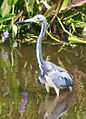 Tricolored Heron JCB.jpg