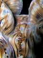 Tridacna squamosa (Giant clam) mantle.jpg