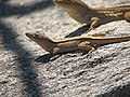 Two brown anoles.JPG