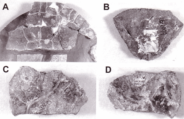 A) Lectotype of Elseya uberima; B) Lectotype of Elseya arata; C-D) dorsal and ventral views of the lectotype of Pelocomastes ampla.