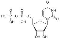 Skeletal formula of uridine diphosphate