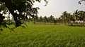 Vadavannur Rice Fields 3.jpg