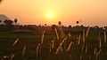 Vadavannur Rice Fields 4.jpg