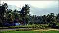 Vadavannur Rice Fields 7.jpg