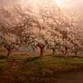 Verner Moore White Apple Blossoms.JPG