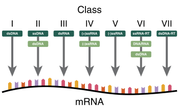 A diagram showing how the Baltimore Classification is based on a virus's DNA or RNA and method of mRNA synthesis