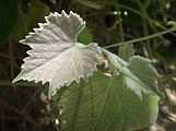 Vitis girdiana new leaf.jpg