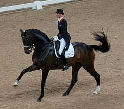 A dark brown horse ridden English-style by a person wearing a top hat, dark riding coat and white breeches