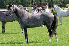 A standing horse