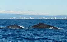 Photo of whales at surface with buildings in the background