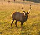 An antlered elk in a sunlit field, with heads of smaller animals in the background