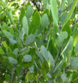 White-Mangrove (5602001980).gif