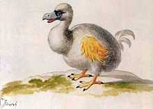 Painting of a white dodo with yellow wings