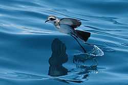 White bird with grey upperparts and black face mask jumps off water surface with elongated legs.