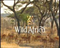 Wild Africa title card