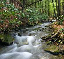 A stream flows over rocks and between evergreen trees