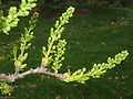 Xanthoceras sorbifolia, Arnold Arboretum - IMG 6057.JPG