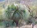 Xanthorrhoea Mt Cabrebald 4.jpg