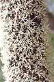 Xanthorrhoea Mt Cabrebald 5.jpg