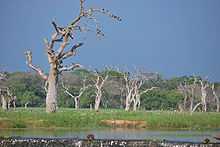 A water stream and dead trees in a wetland